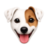 Daisy the dog